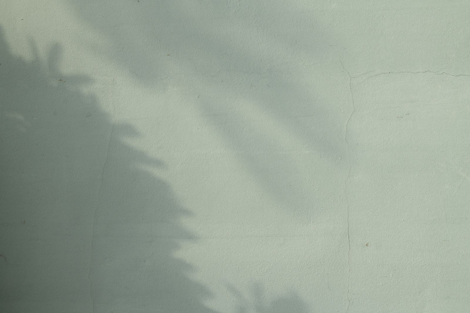 Soft sage green wall with leaf shadows falling across it in afternoon light